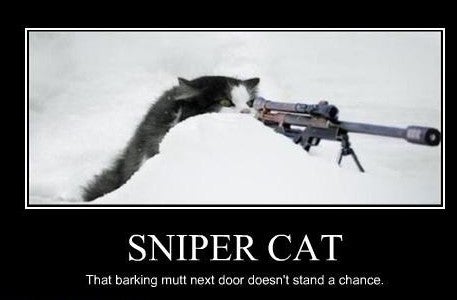 Sniper Cat.jpg